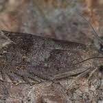 Attēlu rezultāti vaicājumam “Dichrorampha simpliciana”