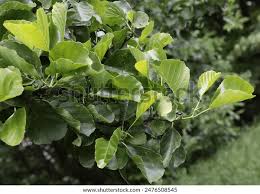 Attēlu rezultāti vaicājumam “Alnus incana leaf”