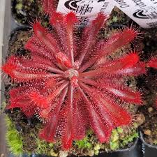 Image result for Drosera