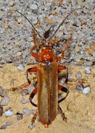 Attēlu rezultāti vaicājumam “Cantharis livida”