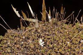 Attēlu rezultāti vaicājumam “Encalypta streptocarpa sporophyte”