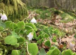 Attēlu rezultāti vaicājumam “Oxalis acetosella flower”