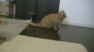 Image result for invisible cat