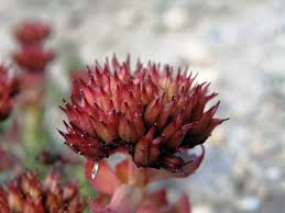 Attēlu rezultāti vaicājumam “Rhodiola rosea flower”
