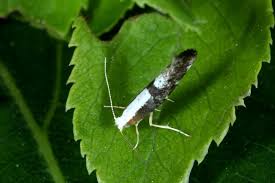Attēlu rezultāti vaicājumam “Argyresthia spinosella”