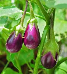 Afbeeldingsresultaat voor melanzana prosperosa eggplant