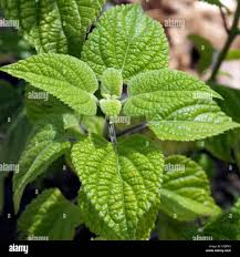 Image result for Salvie