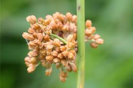 Attēlu rezultāti vaicājumam “Juncus effusus fruit”