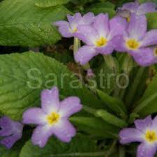 Attēlu rezultāti vaicājumam “Primula x margotae”