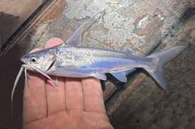 Image result for Bagre marinus