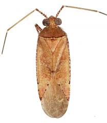 Attēlu rezultāti vaicājumam “Phytocoris sp.”