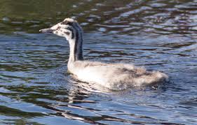 Attēlu rezultāti vaicājumam “Podiceps cristatus juvenile”