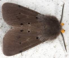 Attēlu rezultāti vaicājumam “Diaphora mendica female”