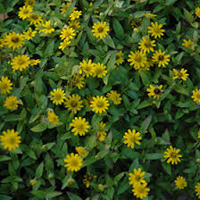 Image result for Sanvitalia procumbens