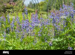 Attēlu rezultāti vaicājumam “Galega orientalis bud”