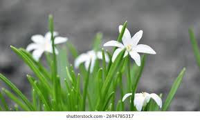 Attēlu rezultāti vaicājumam “Stellaria holostea leaf”