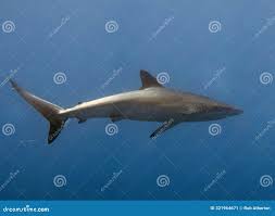 Image result for Carcharhinus falciformis