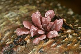 Attēlu rezultāti vaicājumam “Ascocoryne sarcoides”