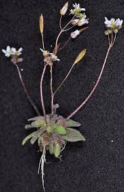 Attēlu rezultāti vaicājumam “Erophila verna flower”