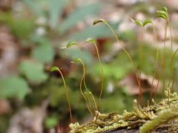 Attēlu rezultāti vaicājumam “Eurhynchiastrum pulchellum”