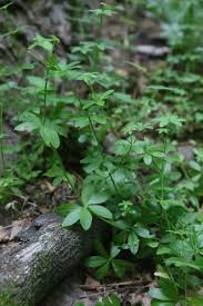 Attēlu rezultāti vaicājumam “Galium triflorum fruit”