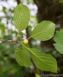Attēlu rezultāti vaicājumam “Frangula alnus leaf”