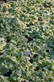 Attēlu rezultāti vaicājumam “Ajuga reptans”