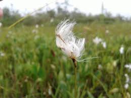 Attēlu rezultāti vaicājumam “Eriophorum gracile”