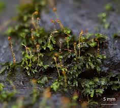 Attēlu rezultāti vaicājumam “Fissidens pusillus”