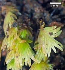 Attēlu rezultāti vaicājumam “Fissidens arnoldii macro”