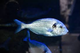 Image result for Sparus aurata