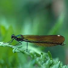 Attēlu rezultāti vaicājumam “Calopteryx virgo male”