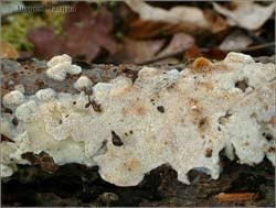 Attēlu rezultāti vaicājumam “Ceriporia viridans”