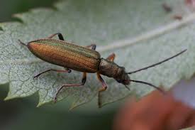 Attēlu rezultāti vaicājumam “Chrysanthia geniculata”