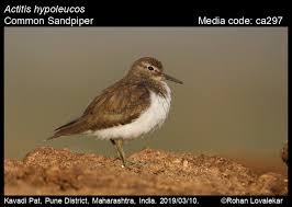 Attēlu rezultāti vaicājumam “Actitis hypoleucos adult”