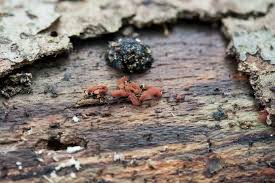 Attēlu rezultāti vaicājumam “Arcyria incarnata”