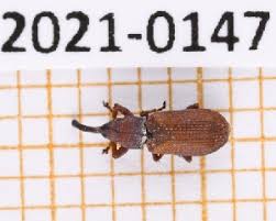 Attēlu rezultāti vaicājumam “Magdalis sp.”