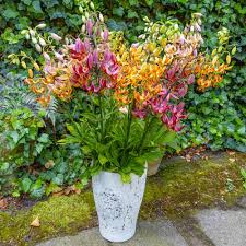 Image result for Lilium martagon `Arabian Night`