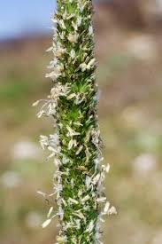 Attēlu rezultāti vaicājumam “Alopecurus aequalis”