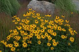 Image result for Rudbeckia Paradisio