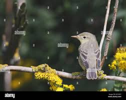 Attēlu rezultāti vaicājumam “Hippolais icterina”