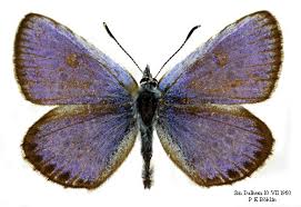 Attēlu rezultāti vaicājumam “Vacciniina optilete male”