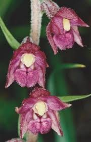 Attēlu rezultāti vaicājumam “Epipactis atrorubens flower”