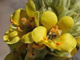 Attēlu rezultāti vaicājumam “Verbascum thapsus bud”