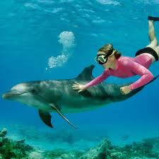 Afbeeldingsresultaat voor dolfijnen