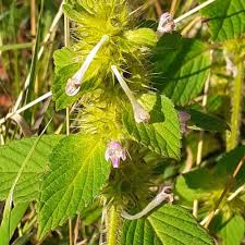 Attēlu rezultāti vaicājumam “Galeopsis tetrahit leaf”