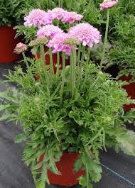 Image result for Scabiosa columbaria