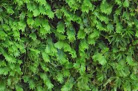 Attēlu rezultāti vaicājumam “Fissidens”