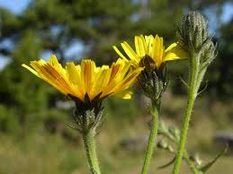 Attēlu rezultāti vaicājumam “Picris hieracioides”