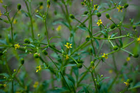 Attēlu rezultāti vaicājumam “Ranunculus sceleratus”
